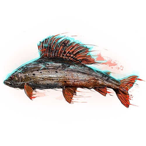 https://www.zefixflyfishing.de/wp-content/uploads/2021/02/ZefixShirt.jpg