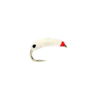 Maggot