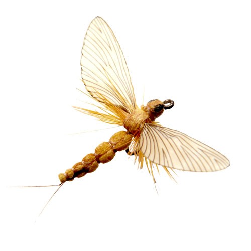 https://www.zefixflyfishing.de/wp-content/uploads/2021/11/Mayfly_Spent_18_Sulphur.jpg