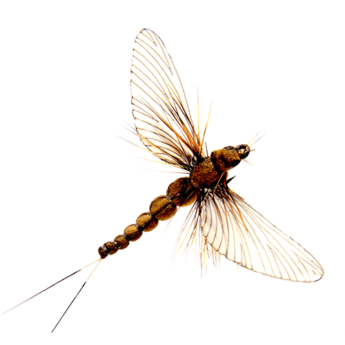 https://www.zefixflyfishing.de/wp-content/uploads/2021/02/Mayfly_Spent_Cinnamon_Brown.png