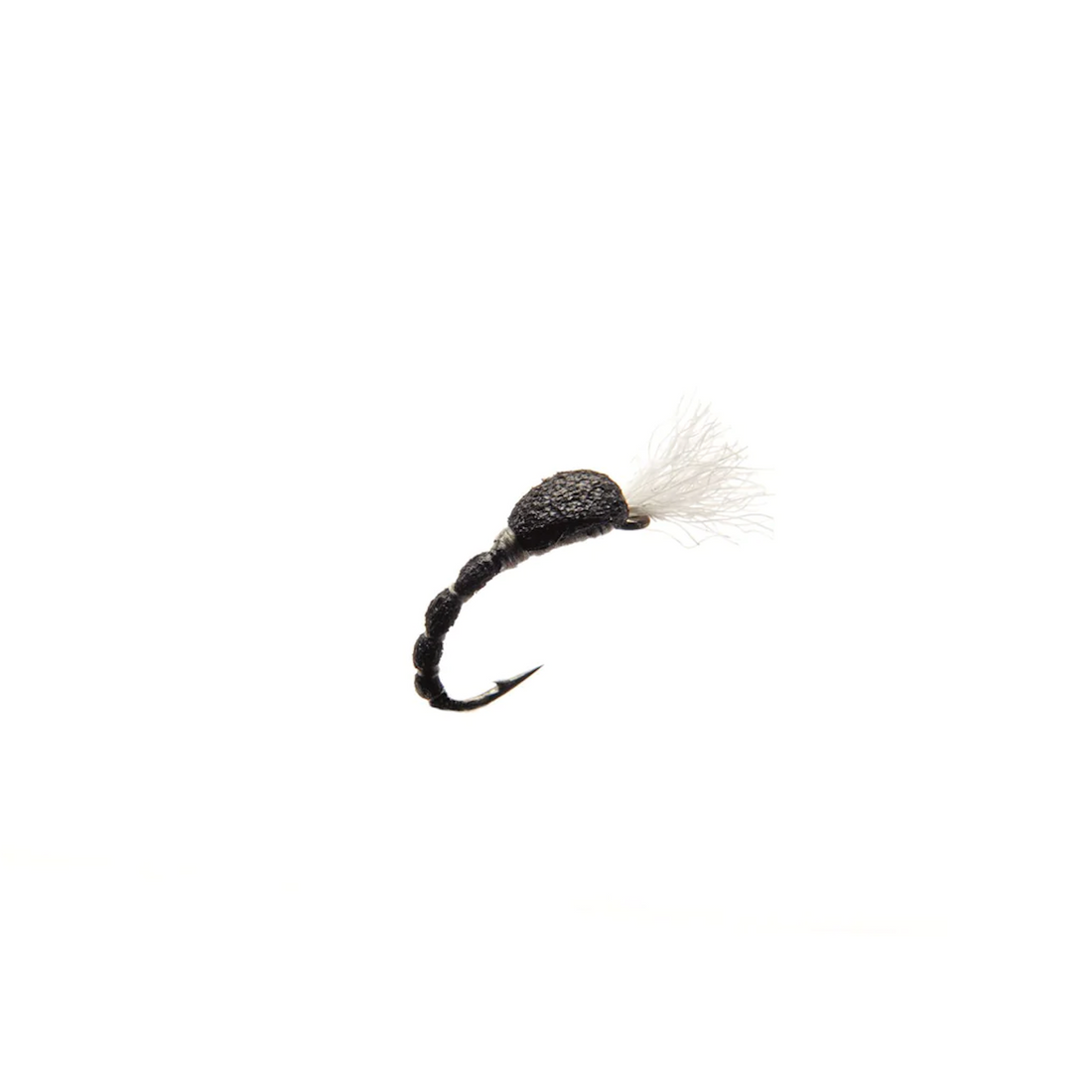 Midge Pupa