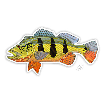 https://www.zefixflyfishing.de/wp-content/uploads/2022/06/Peacock_Bass.jpg