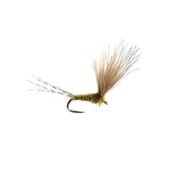 Slovenian BWO