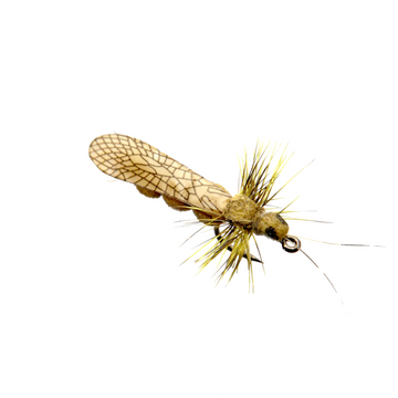 Stonefly Adult Yellow
