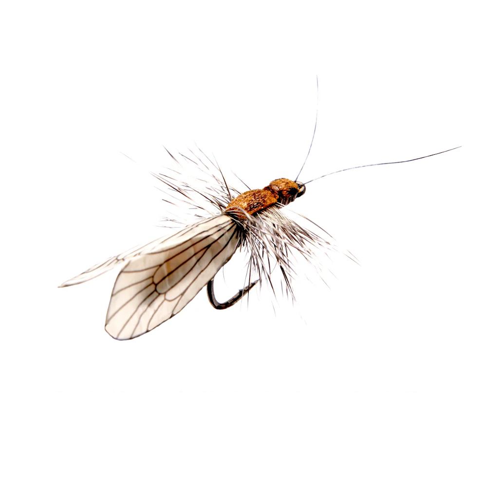 Caddis Adult Brown 