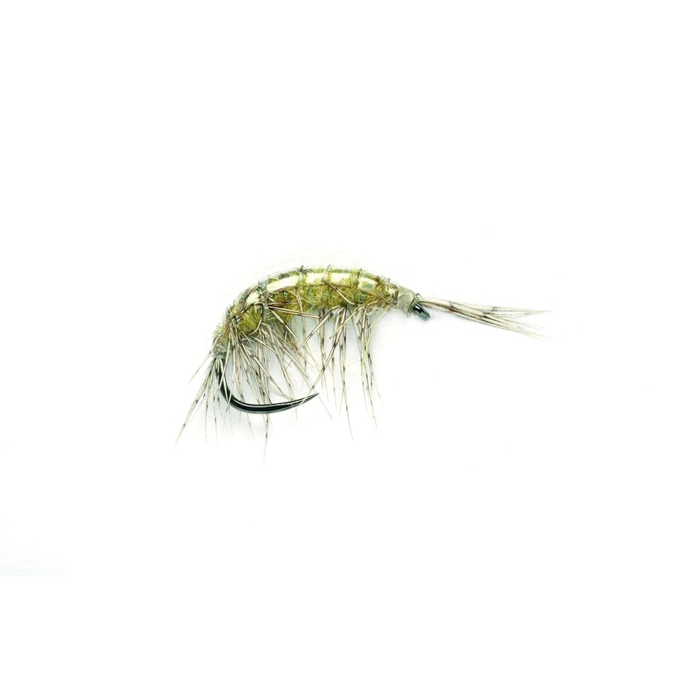 Freshwater Shrimp