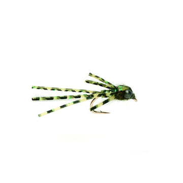 Sili Bug Damsel 